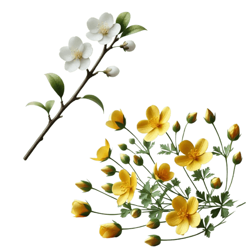 Cuscuta Australis & Tribulus Terrestris