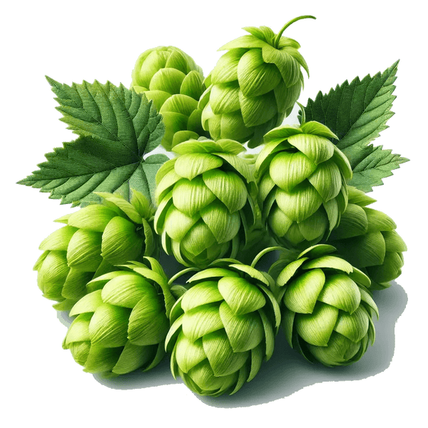 Hops Flower