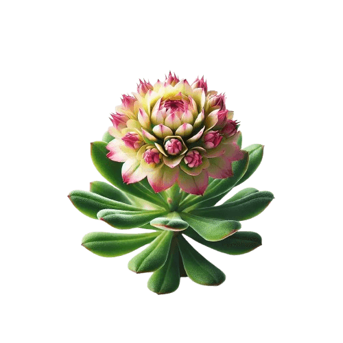 Rhodiola patch promoting stress reduction and natural energy