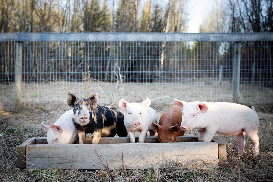 A commitment to caring for animals through charitable contributions.