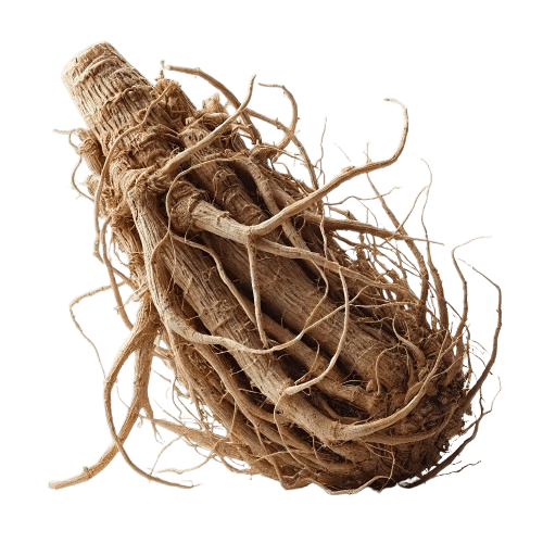 Valerian Root